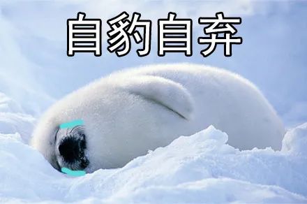 这个呆萌的物种,曾被天涯海角地追杀_海豹_毛皮_海狗