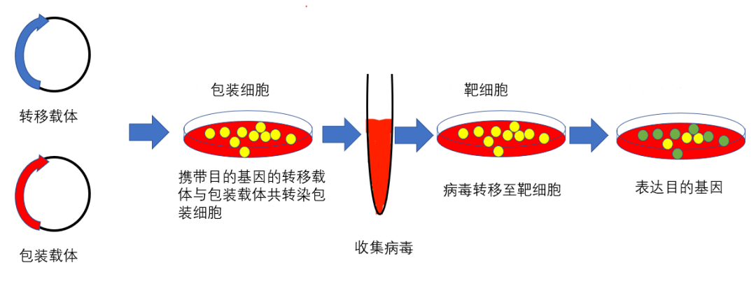 干货分享:细胞转染全攻略(中)