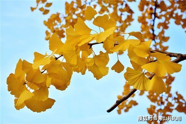 庭院里最值得种植的树木 你知道吗 树种 中国 罗汉松