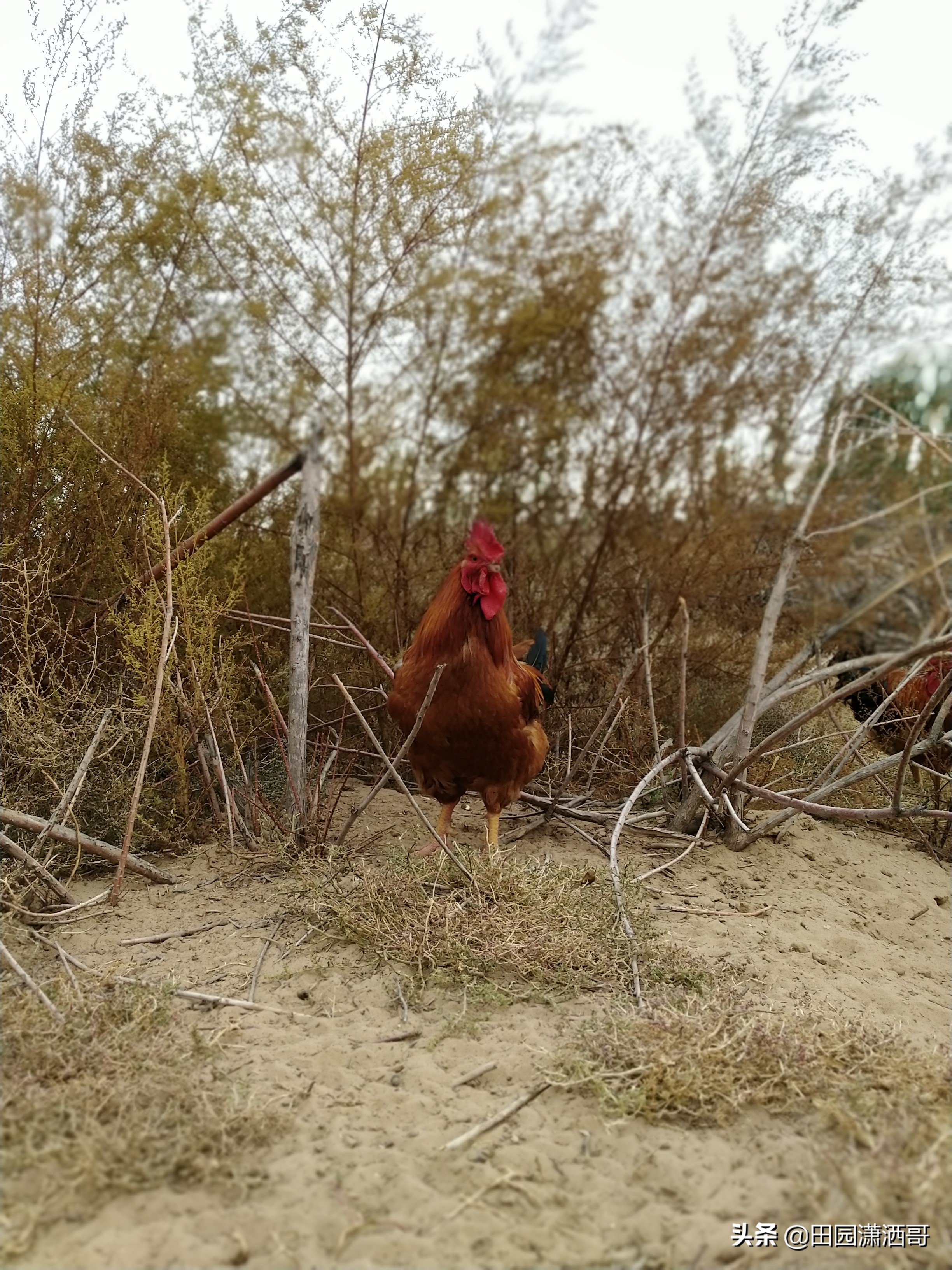 草原红公鸡图片