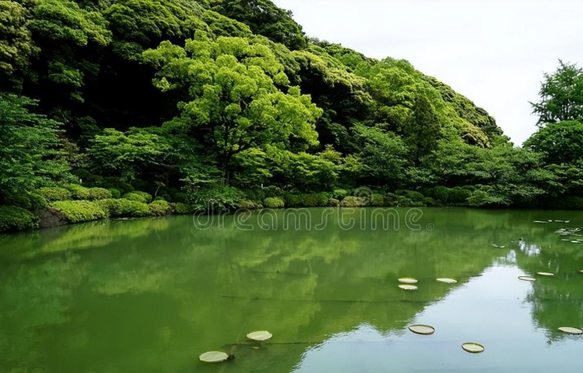 仲夏五月荷花八首