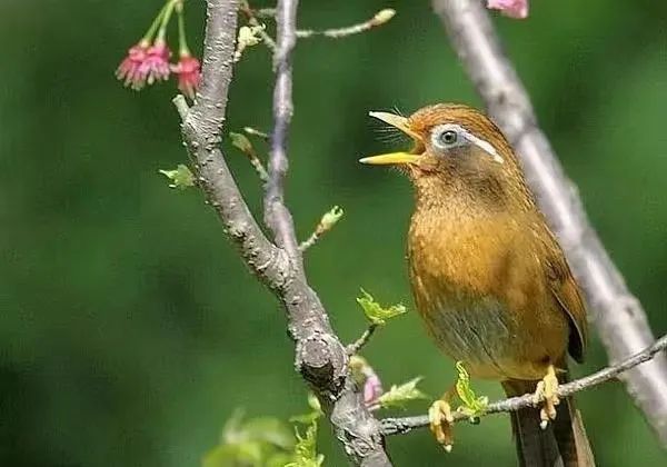 原创沧海一粟等15人百鸟争鸣同题微诗画眉鸟心香文艺