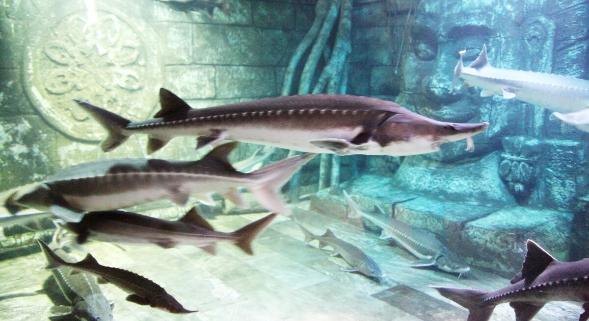 原创中华鲟连续3年产卵中断专家未来20年内有灭绝风险