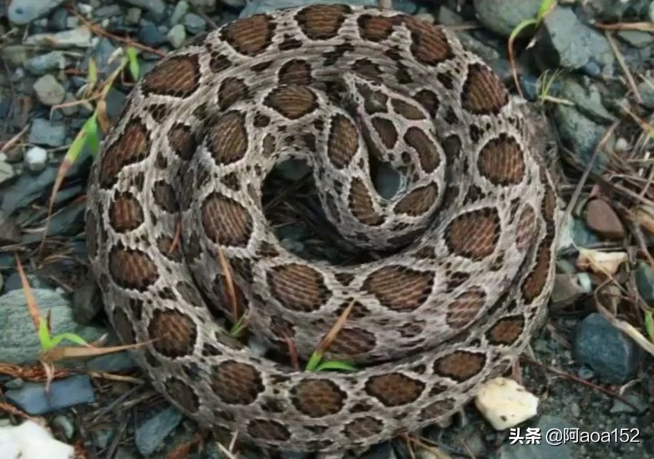 原创中国毒蛇十大排行榜第一种被咬了没救你们猜猜看第一是什么蛇
