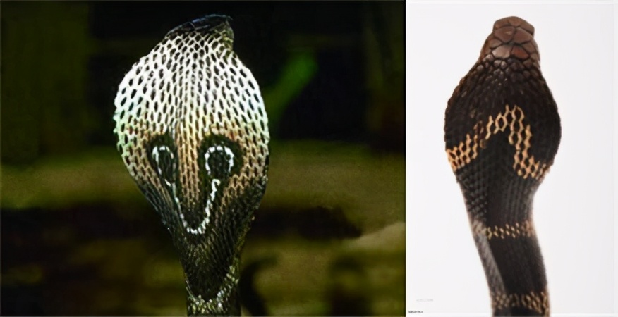 因而有了一个非常霸气的英文名king cobra,喜爱毒蛇的朋友们会叫它们