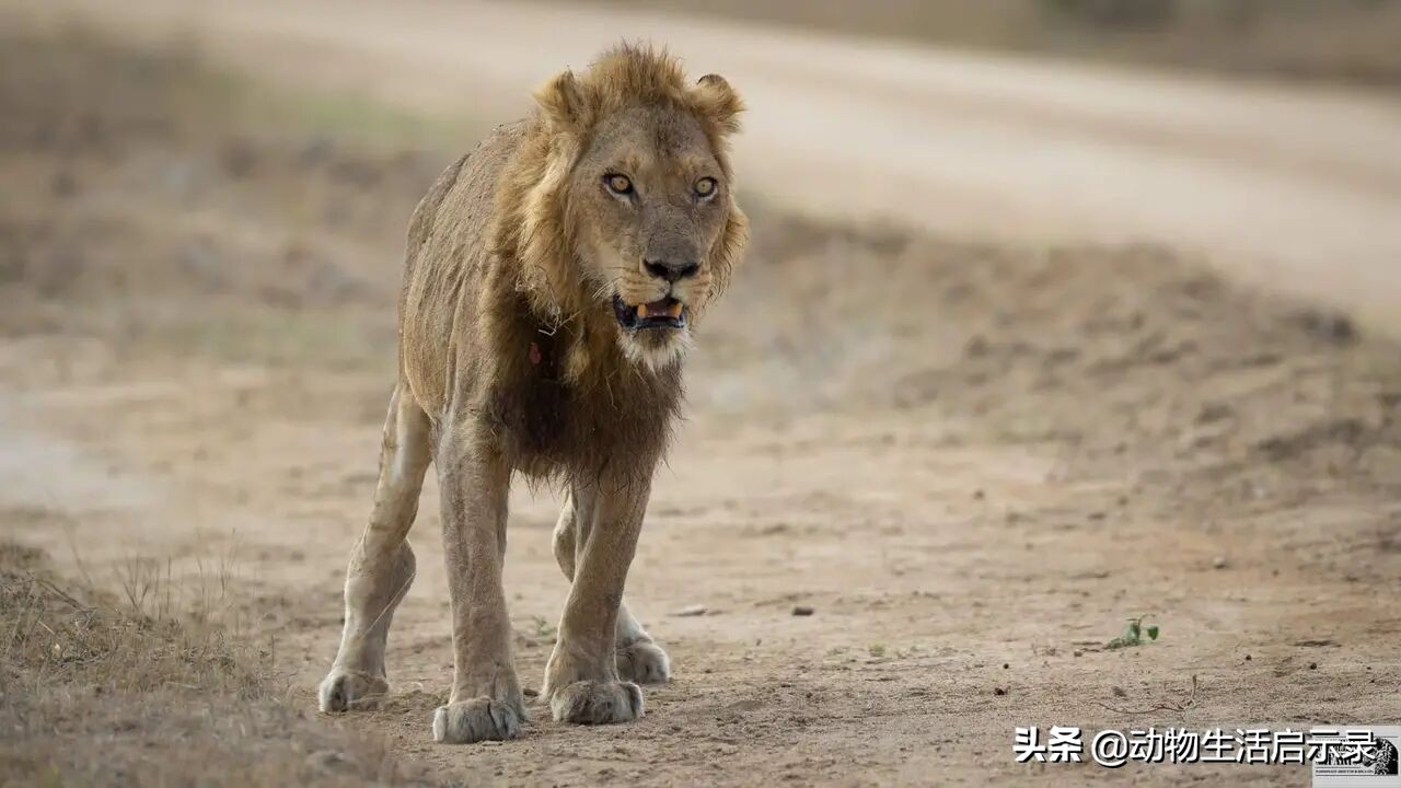 原创姆蓬多雄狮联盟主导雄狮单独入侵狮群遭遇对手围殴伤重而死
