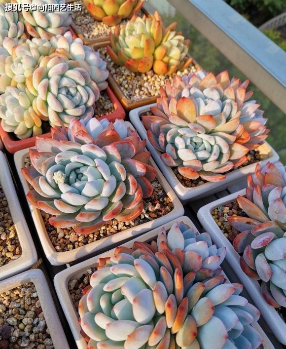 养多肉 确实有难度 稍不注意就烂根 不妨试试用水苔养 养护 花土 方式