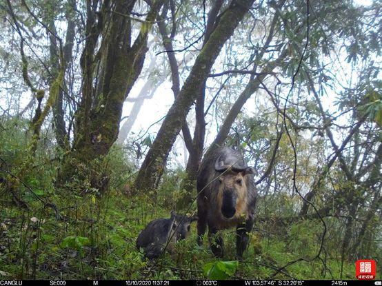 原创全家总动员平武泗耳拍到四川羚牛家群觅食画面