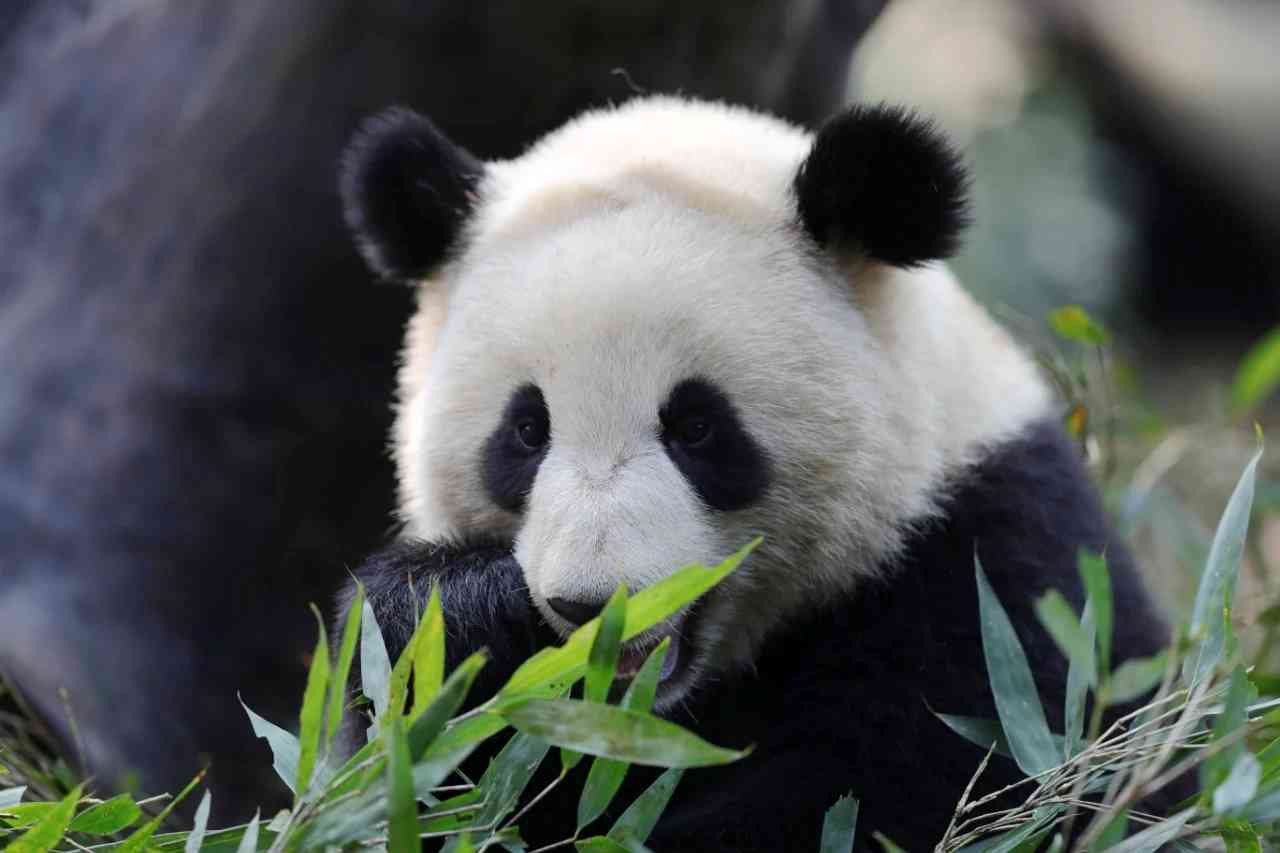 原创吃得好住得好大熊猫大美青青来长沙啦