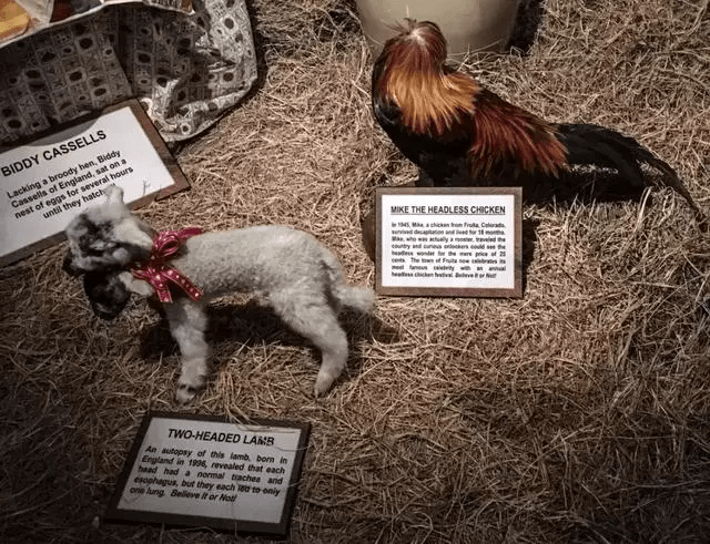 原创被砍头后仍活18个月无头鸡最后的死亡原因竟是这样