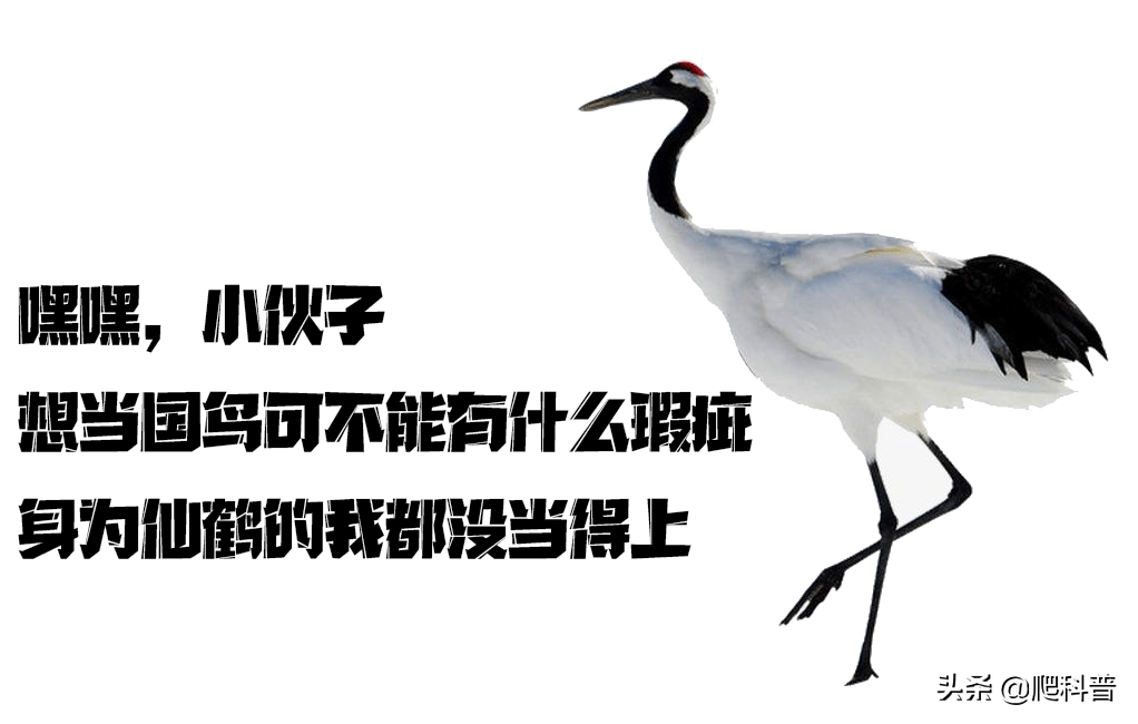 原創它是人間最像鳳凰的鳥卻因為名字是雞痛失國鳥之位