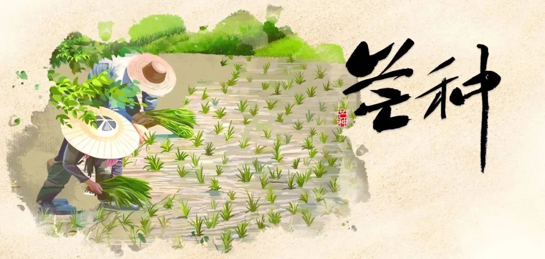 时雨及芒种,四野皆插秧_今日芒种_时节_稻秧