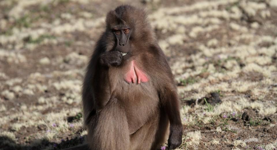 一只雄狒狒加入团体就会让雌狒狒身材部立马时尚我已经准备好了