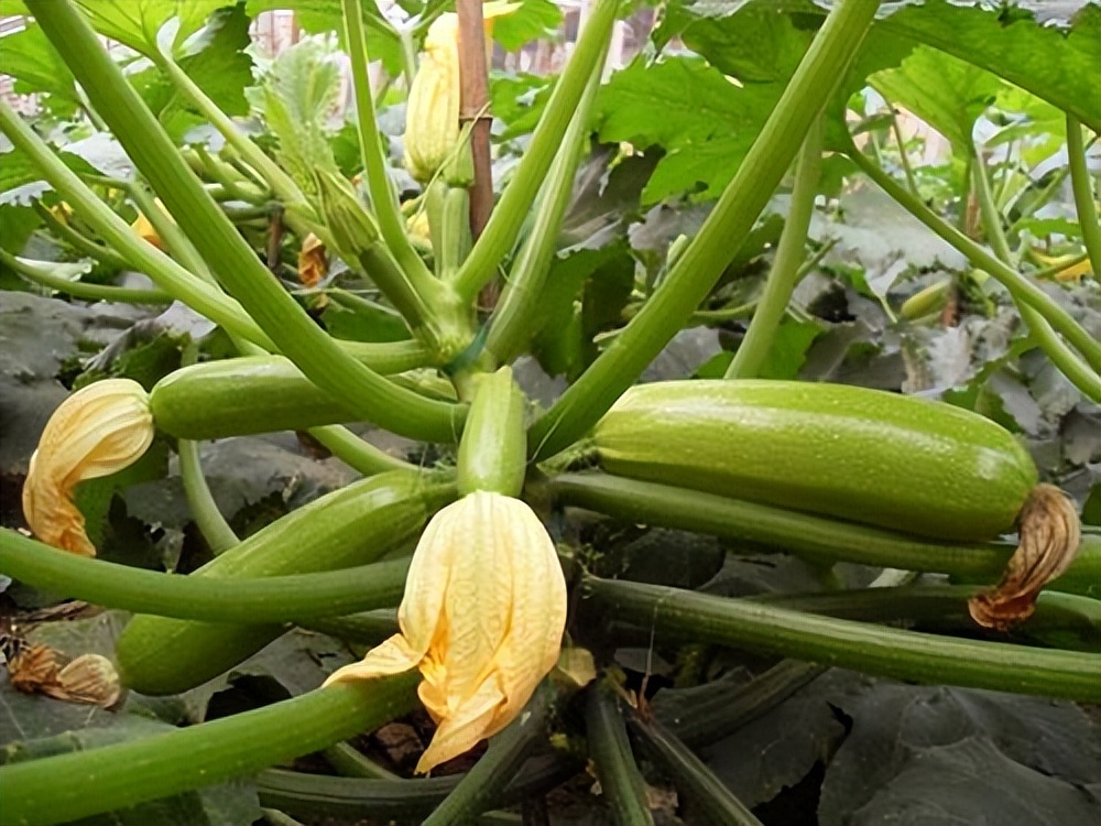 1,西葫芦对温度的要求生育期需要的温度比黄瓜,南瓜均低,耐寒力最强