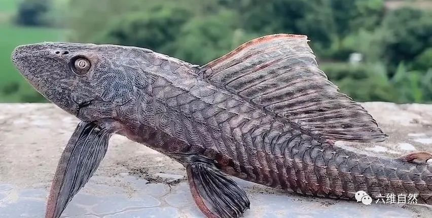 越南一条清道夫鱼被晒干瘪 鱼鳍易被折断 可遇到水立即大口呼吸 河流 物种 遇水