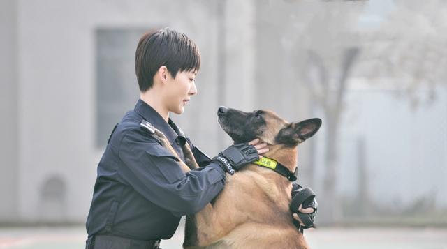 原创警花与警犬2迟迟未播第3部将开拍于和伟侯梦莎或客串出演