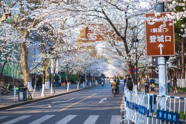 赏花胜地，樱花大道！南京这一景区，香火旺盛，已有1700多年历史