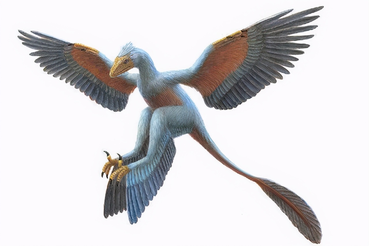 原创长有两对翅膀的恐龙在家族中绝对是异类最小的恐龙之一