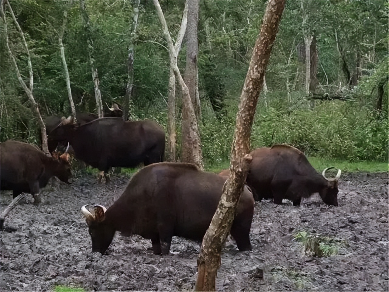 西双版纳白肢野牛斗殴1只孟加拉虎靠近674头野牛转头围攻老虎
