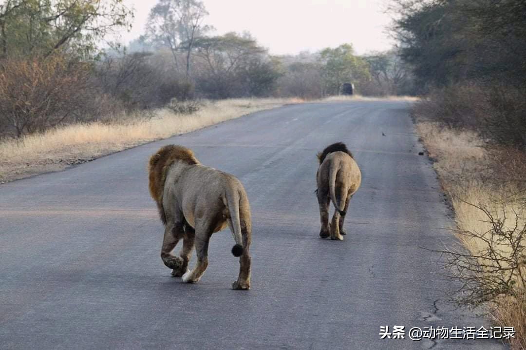 鹿白父子雄狮联盟:联盟超过四年,最成功的父子雄狮联盟_克鲁格_儿子