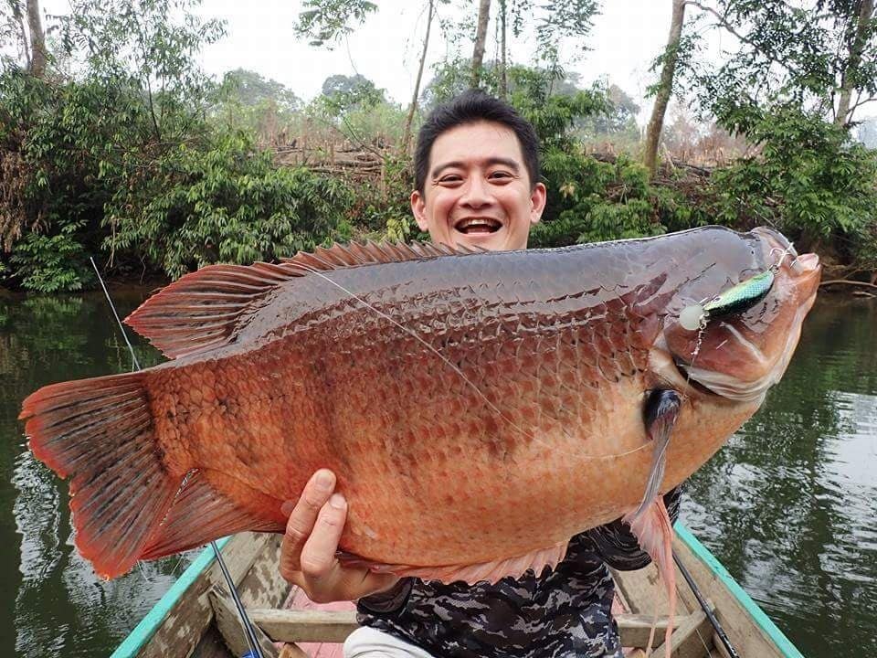 战船鱼有几种颜色?_giant_体表_加雷