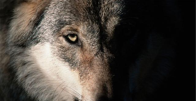 原创杀伐果断雷厉风行这三大星座狼性十足天生王者无所畏惧