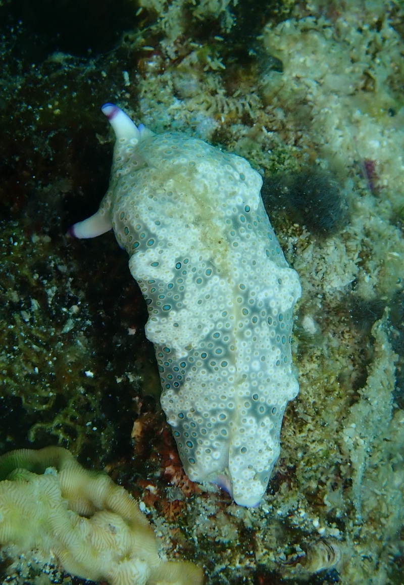 原创这是四个珍贵稀有的海兔不私藏分享给大家