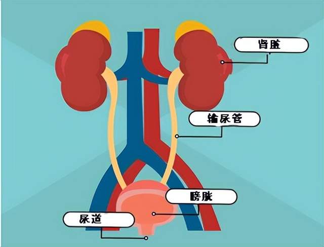 这需要从我们的泌尿系统自上而下包含了肾脏,输尿管,膀胱,及尿道,从