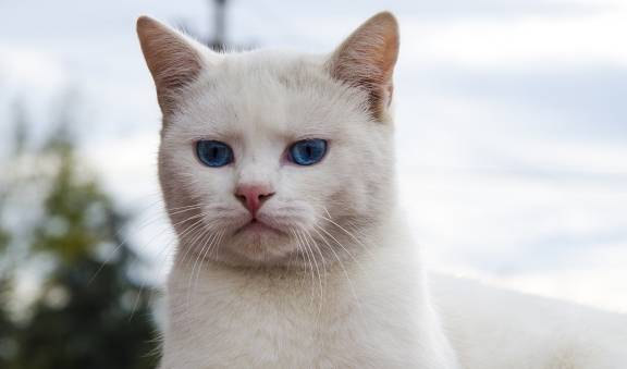 猫不喜欢身体乳的味道吗(猫不喜欢身体乳的味道吗怎么办)