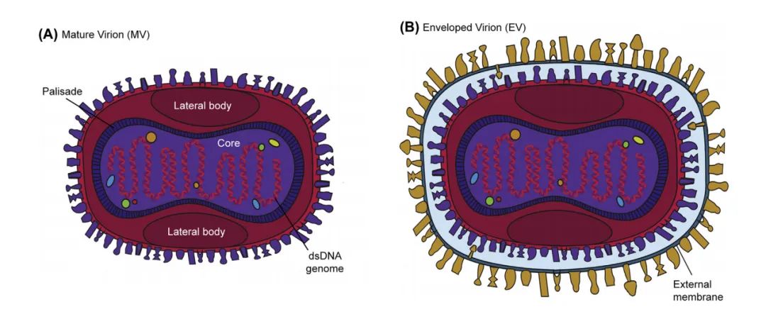 新的天花高通量如何加速抗猴痘病毒化合物筛选medchemexpress
