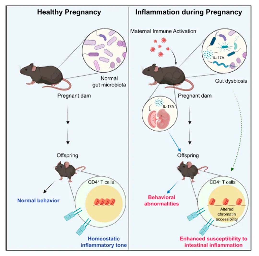 模型,kim等人揭示了懷孕小鼠腸道菌群的變化如何影響後代體內幼稚cd4