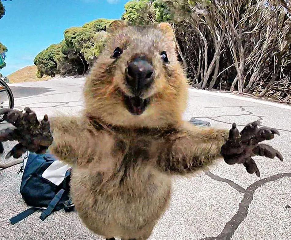 原创短尾矮袋鼠世界上最快乐的动物前景却不容乐观