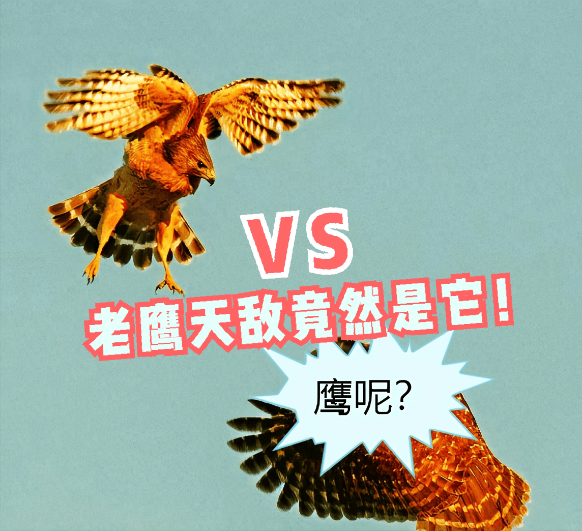 組圖：罕見白色貓頭鷹現蹤華盛頓州| 安妮女王| 雪鴞| 新唐人电视台, image size:1144x1044