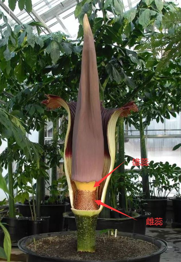 "尸香魔芋"时隔5年2次开花,腥臭难闻犹如尸臭,游客却排队闻味_授粉