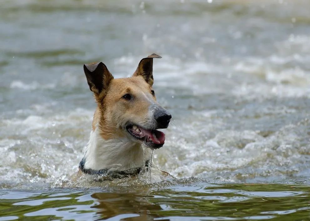 百科短毛牧羊犬低调的女王挚爱