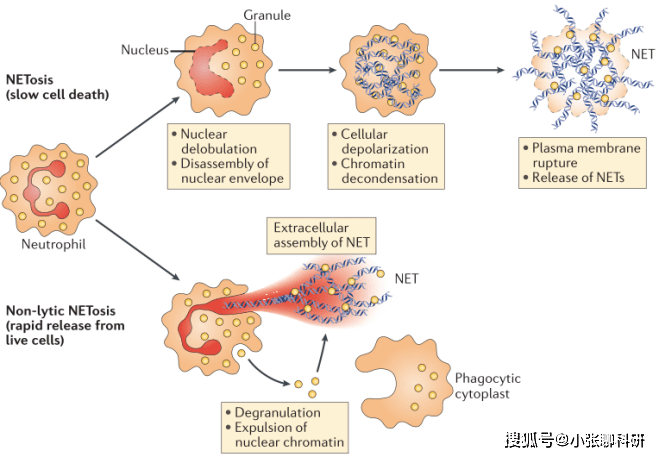 教你怎样靠中性粒细胞胞外诱捕网(nets)这一热点发表生信好文!