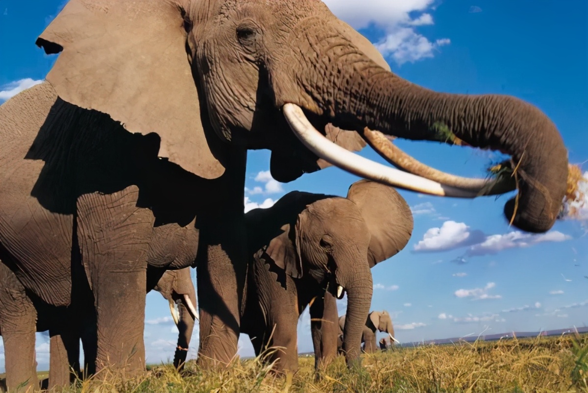 大象 小象 非洲布什大象 - Pixabay上的免费照片 - Pixabay