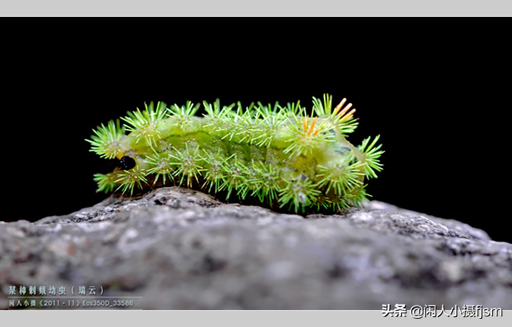 原创洋辣子刺蛾的幼虫幼虫体色鲜艳带毒刺羽化后的成蛾却无毒