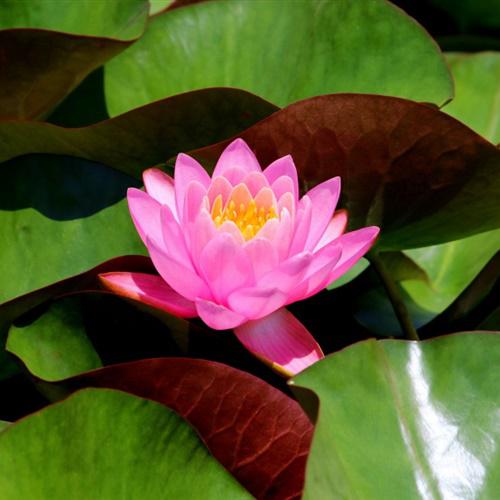 适合做头像的荷花图片清晰点的清新淡雅的睡莲图片