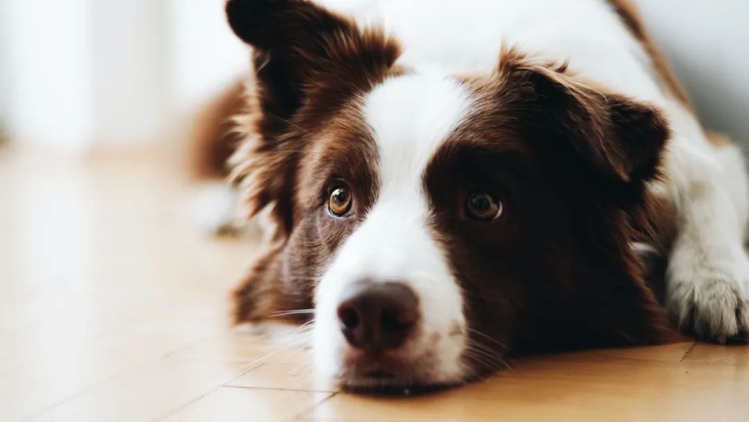 伊维菌素 柯利犬图片