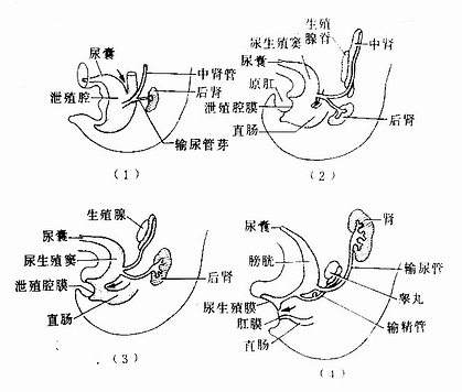 為什麼大多數動物的排洩和交配器官是同一個自然選擇的結果