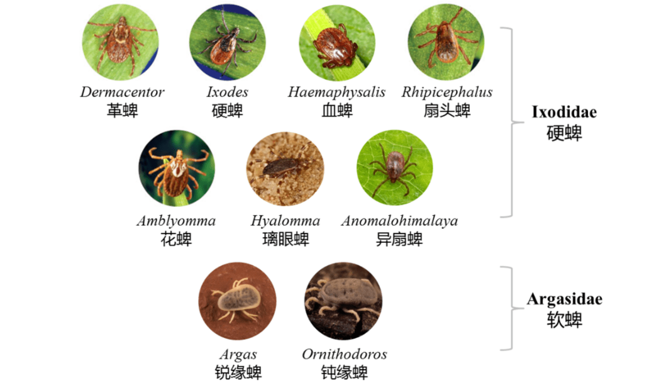 蜱虫和跳蚤的区别图片图片