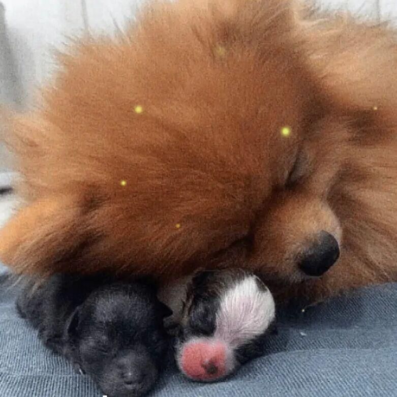 博美生的小狗无一存活过度悲伤另一只小狗圆了博美的妈妈梦