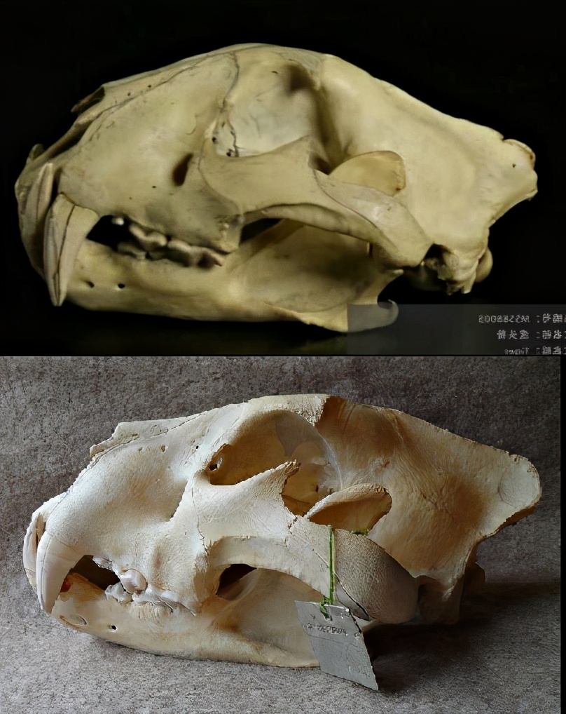 老虎头骨(上)和狮子头骨(下)
