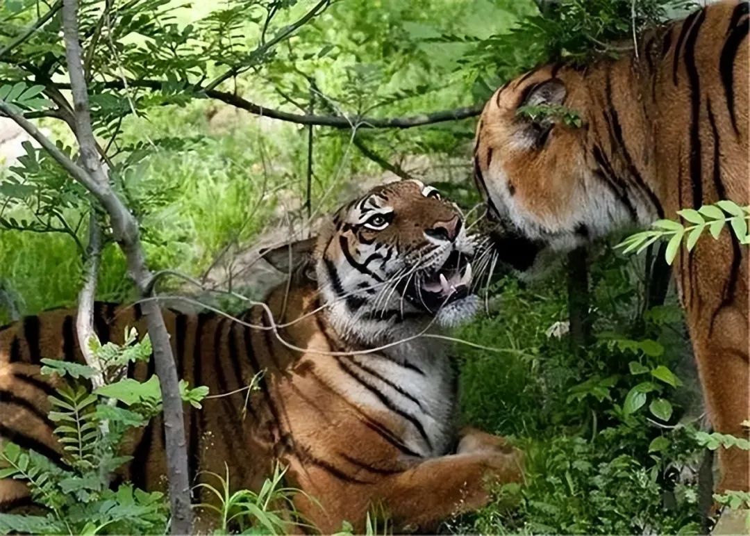 秦岭出现华南虎的踪迹？抓野猪捕狍子，曾冲进农户家的猪栏，赶着2头肥猪上山