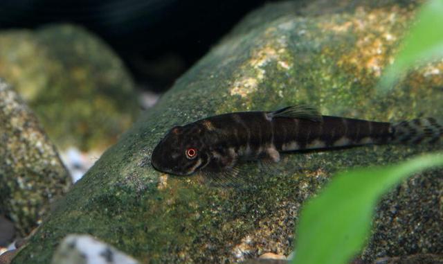 麦穗鱼是一种小型淡水鱼类,喜爱生活于平地河川,缓静较浅水区花石鲫