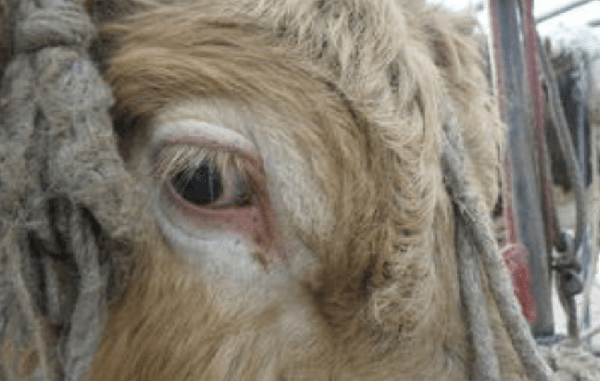 近期牛眼虫病高发提前要预防