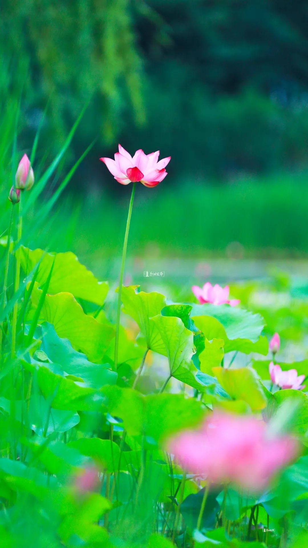 漫步林荫小道 看夏花烂漫 荷花 苇莺 娉娉