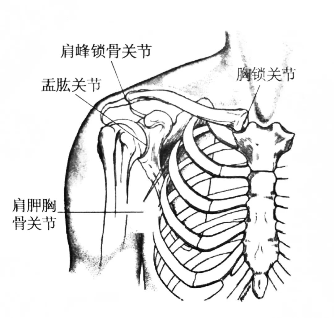 肩胛骨与锁骨的结构图图片