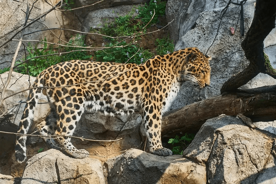 杭州野生动物园小豹子图片